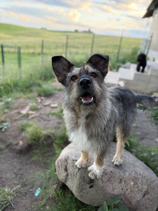 Mądra i kochająca dzieci Alma (3 lata) do adopcji