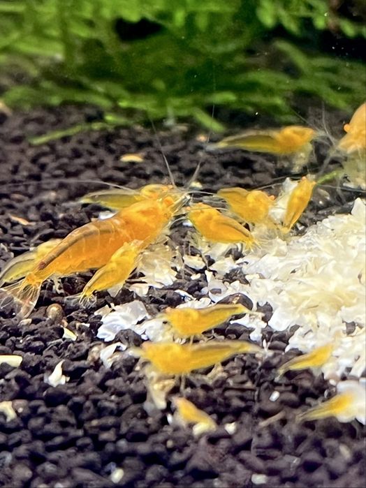 Yellow King Kong OE - krewetki Caridina