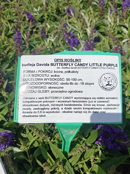Budleja Davida BUTTERFLY CANDY LITTLE Ruby, Purple, White, Pink