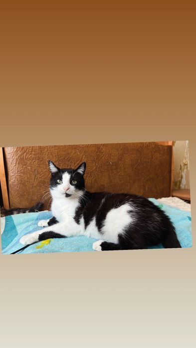Отдам черно-белую кошку,  стерилизована, 4 года