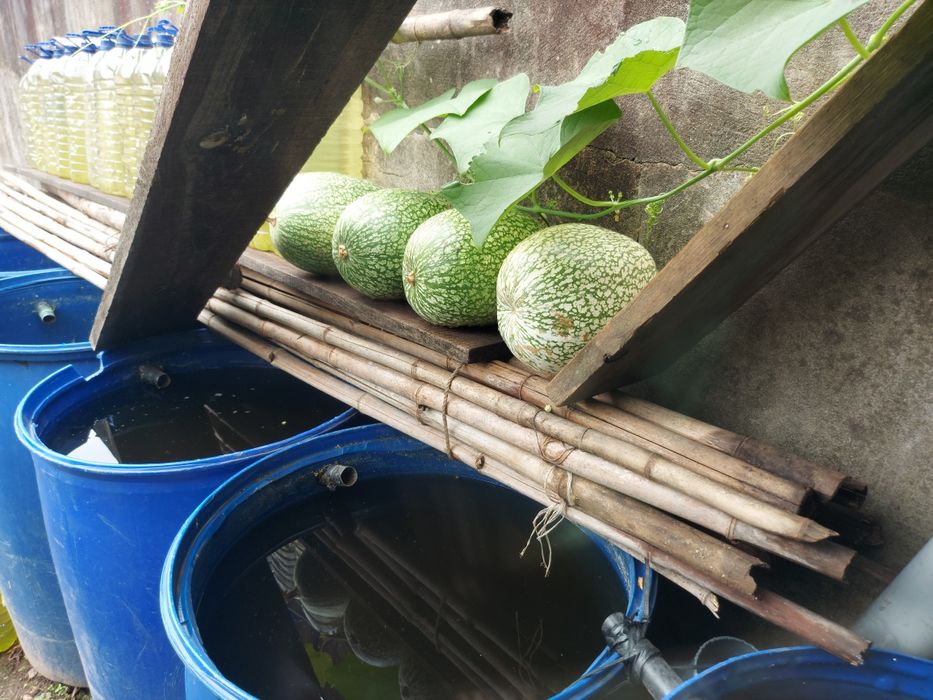 4 cabaças de chila para doces bolos compotas  as 4 por 10 euros