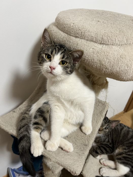 Słodka 6 miesięczna kotka