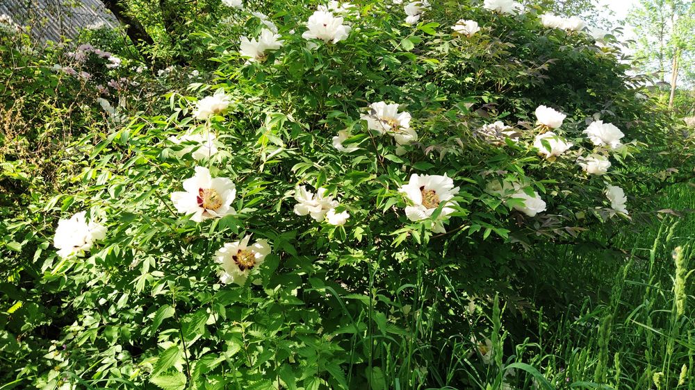 Піон деревовидний