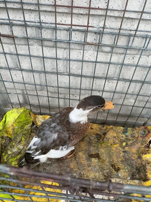 Sprzedam call duck