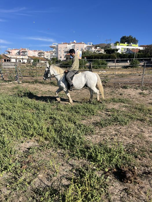 Cavalo breeton montado engatado