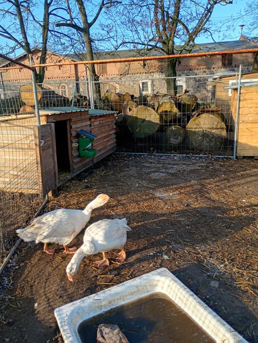 Jajka lęgowe od gesi