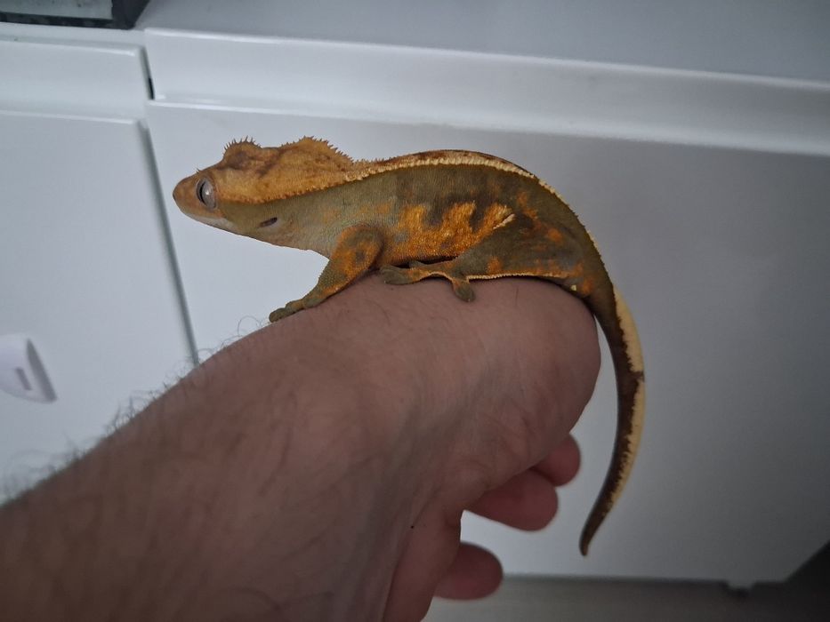 Gekon Orzesiony Samica