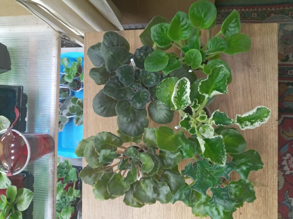 Фіалки сортові, набори