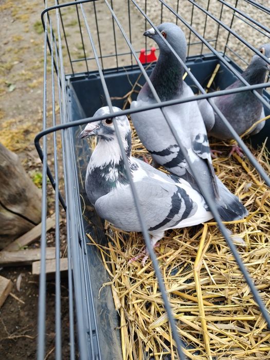 Sprzedam głębię stare