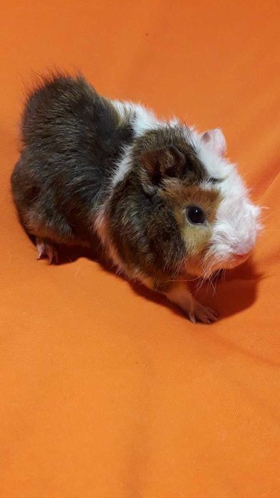 Морська свинка,  морські свинки.