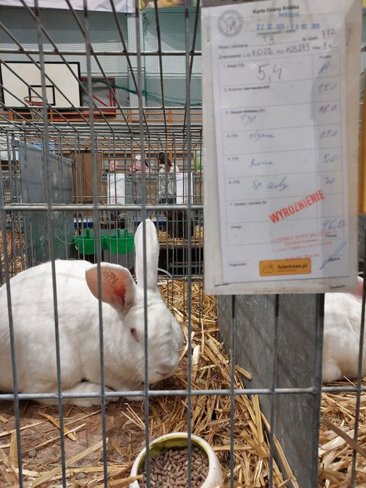 Samica zakocona termondzki biały, królik, królica samiec