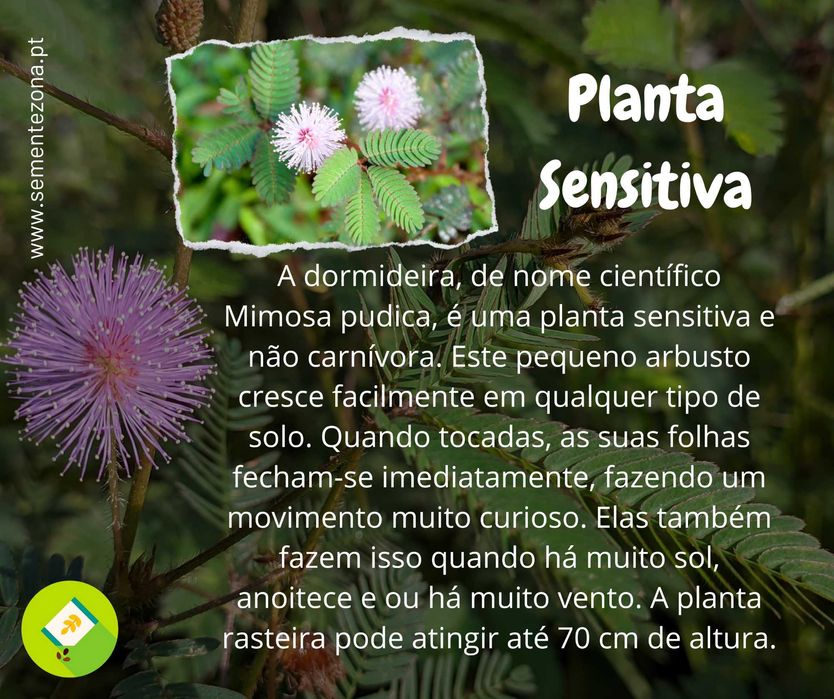 10 Sementes de Dormideira (planta sensitiva) - Planta mágica