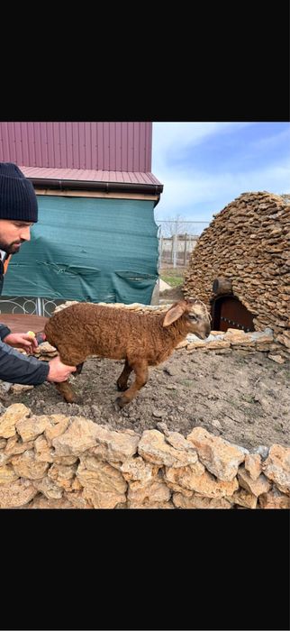 Продаем баранчиков