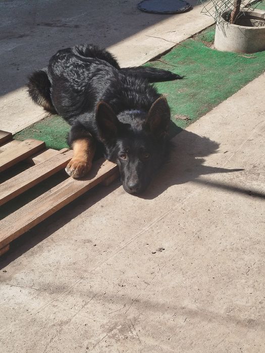 Німецькі вівчарки