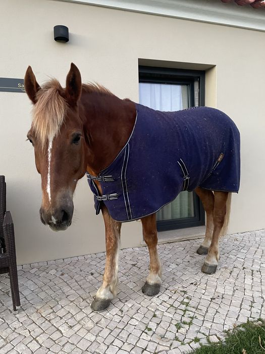 Cavalo lazao.