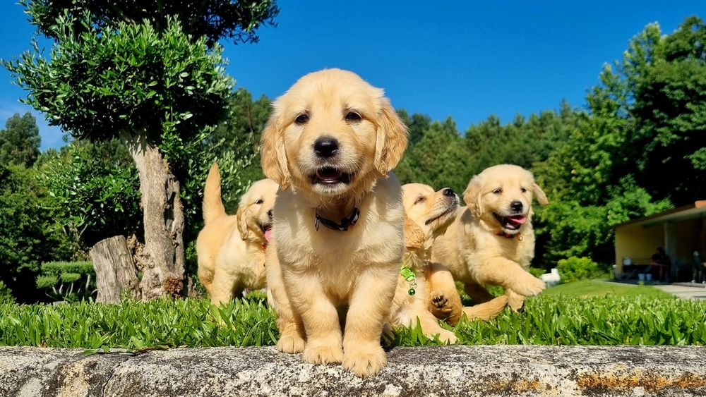 Golden Retriever com LOP e Afixo