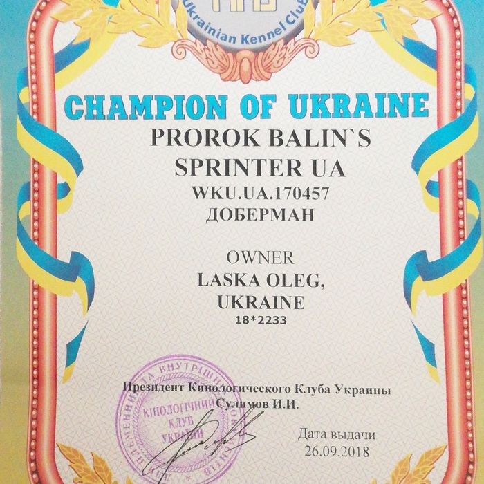 Доберман Пропонується для вязки (розвязан).