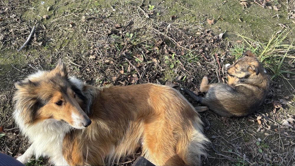 Sunia  po  owczarku szkockim szuka kochającego domu