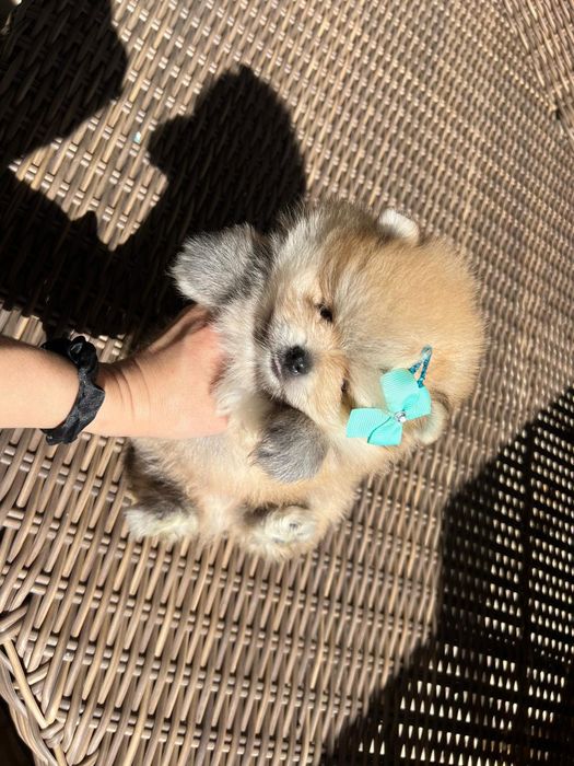 Lulu da Pomerânia. Ursinho Mini. Lop e Afixo . Russo.