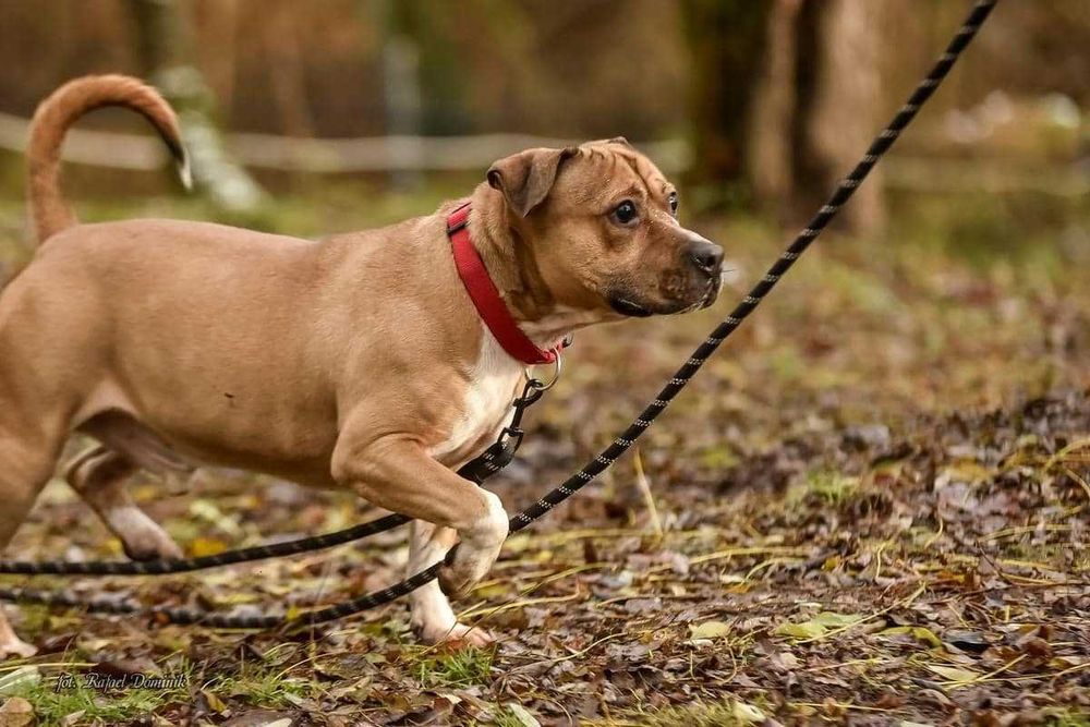 Niewidomy Dasti szuka domu!