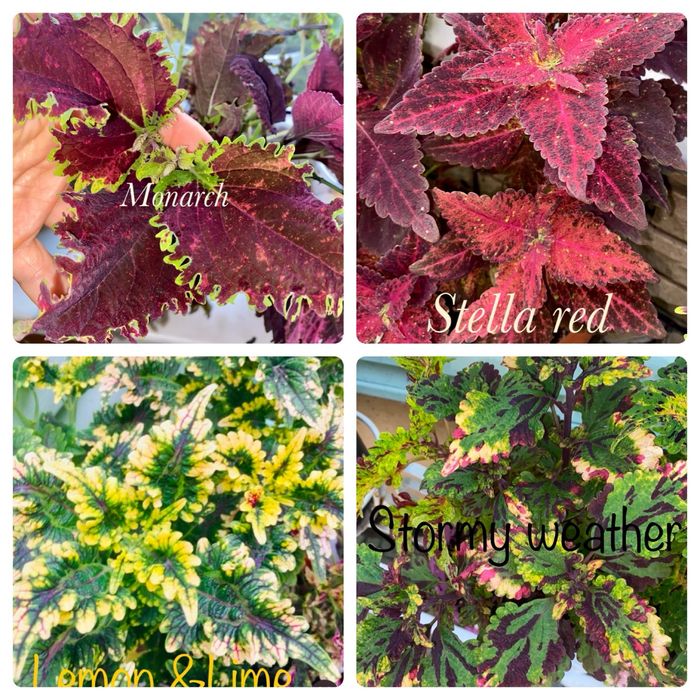 Колеуси сортові зрізі вкоріненІпомея страдесканція