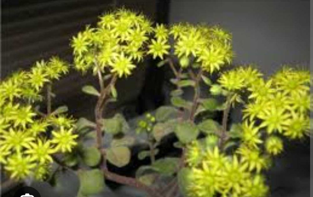 Аихризон дерево любви