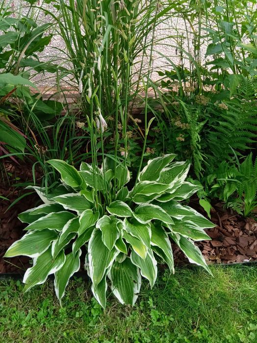 Funkie i inne rośliny ozdobne