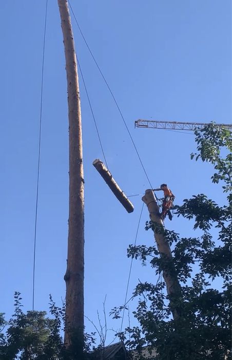 Видалення дерев,Спил дерев,Зрізання дерев,Кронування дерев,Арборист