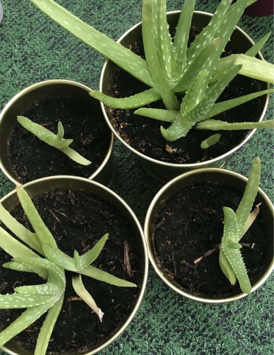 Aloes leczniczy sadzonki