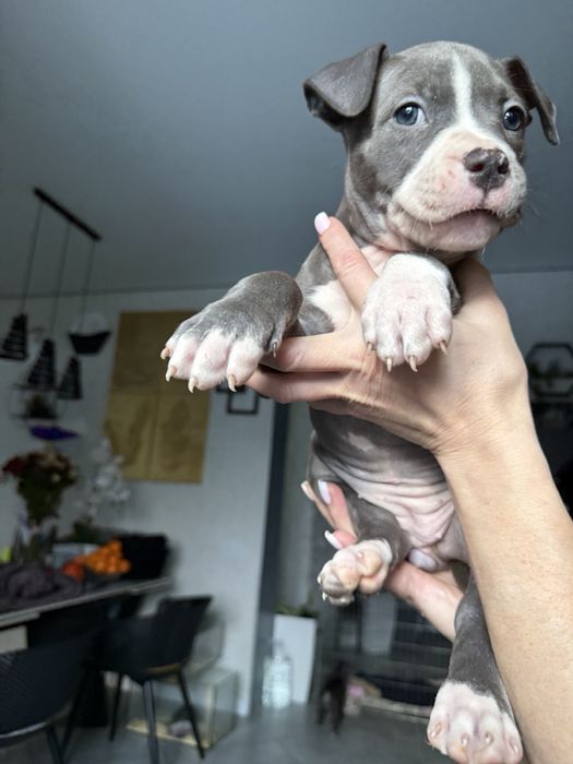 Американський буллі