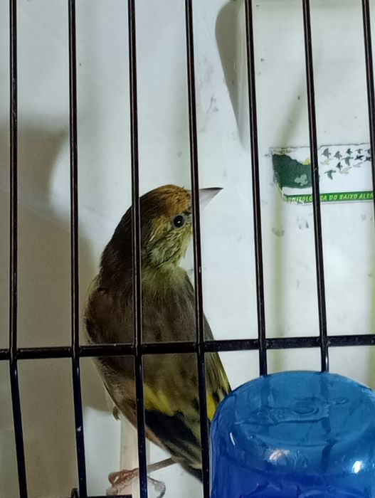 Híbridos /Mestiços