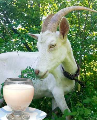 mleko kozie od 1 kozy