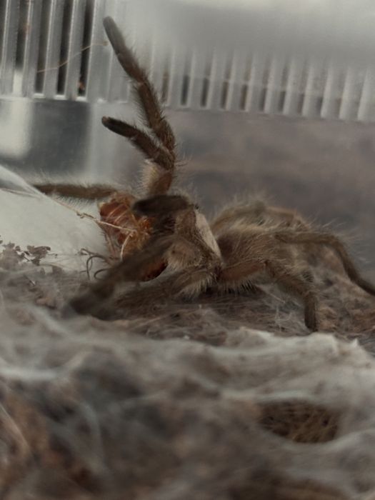 Monocentropus balfouri (2dc)