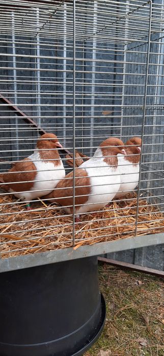 Strasser Strassery samice