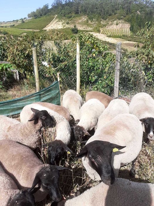 vendo 5 ovelhas da raça sufollk