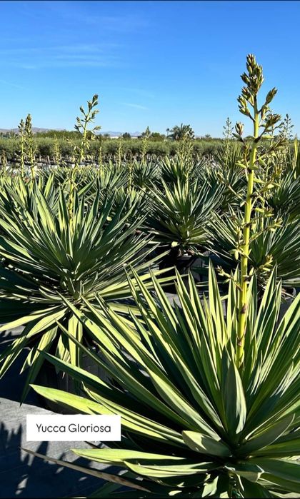 Yucca Gloriosa 100-110 cm. Yucca rostrata. Yucca filifera