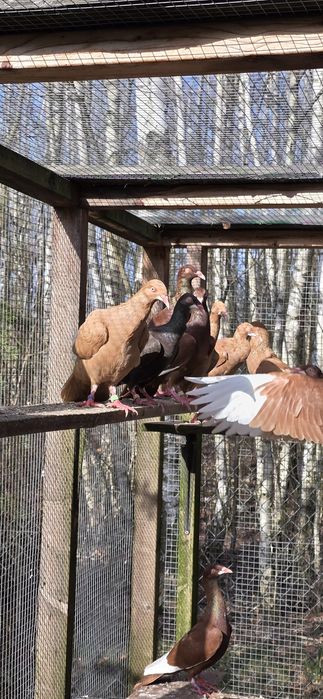 Sprzedam bródki jasne lot