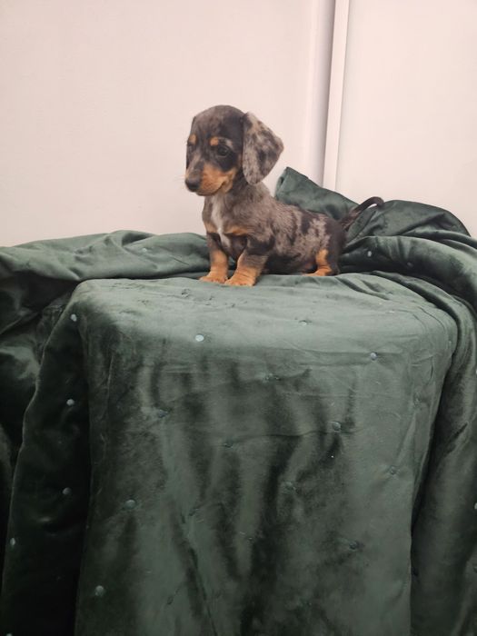 Jamnik miniaturowy piesek Merle