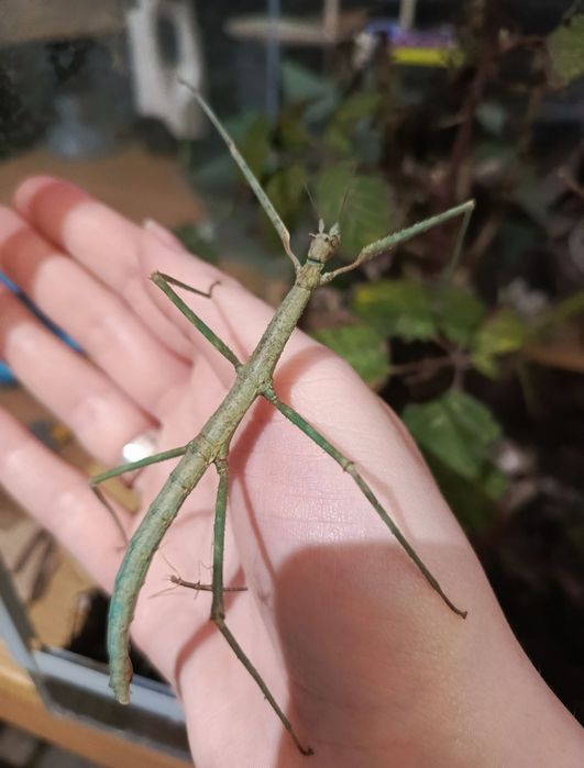 Medauroidea extradentata "blue" 5 sztuk