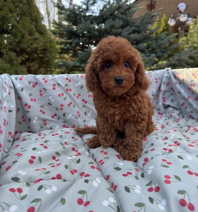 Той пудель шикарнючий малиш,