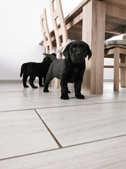 Labrador czarny samiec