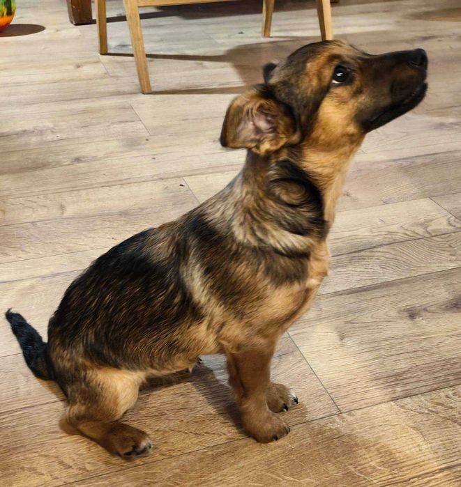 Słodka, 3-miesięczna suczka do adopcji