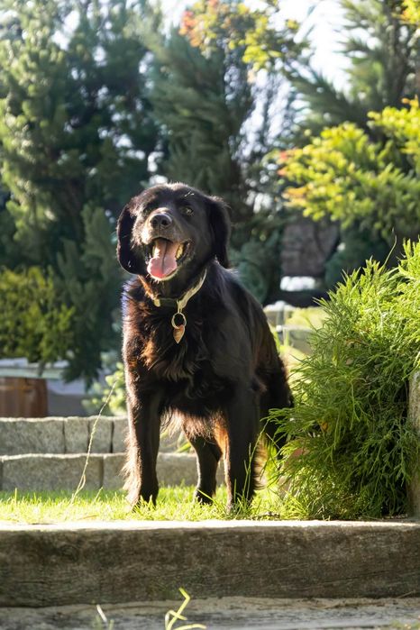 Flat Coated Retriever.