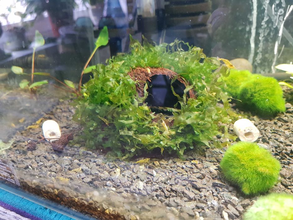Kokos do akwarium krewetkarium