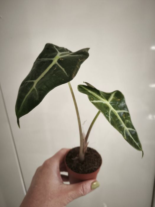 Алоказия Полли .