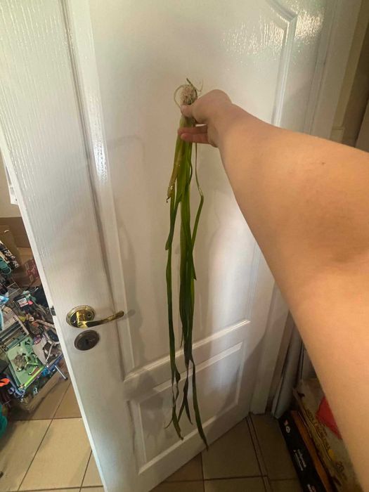 Nurzaniec ok. 100 cm - roślina akwariowa gruba trawa