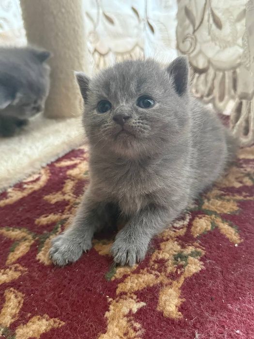 Продам кошенят британці