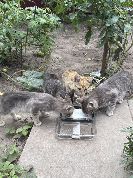 Котики шукають свою  домівку