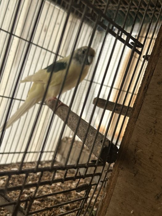 Kakariki branco e azul