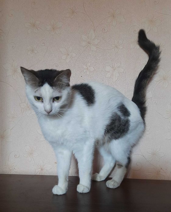 Кішка чекає на сім‘ю